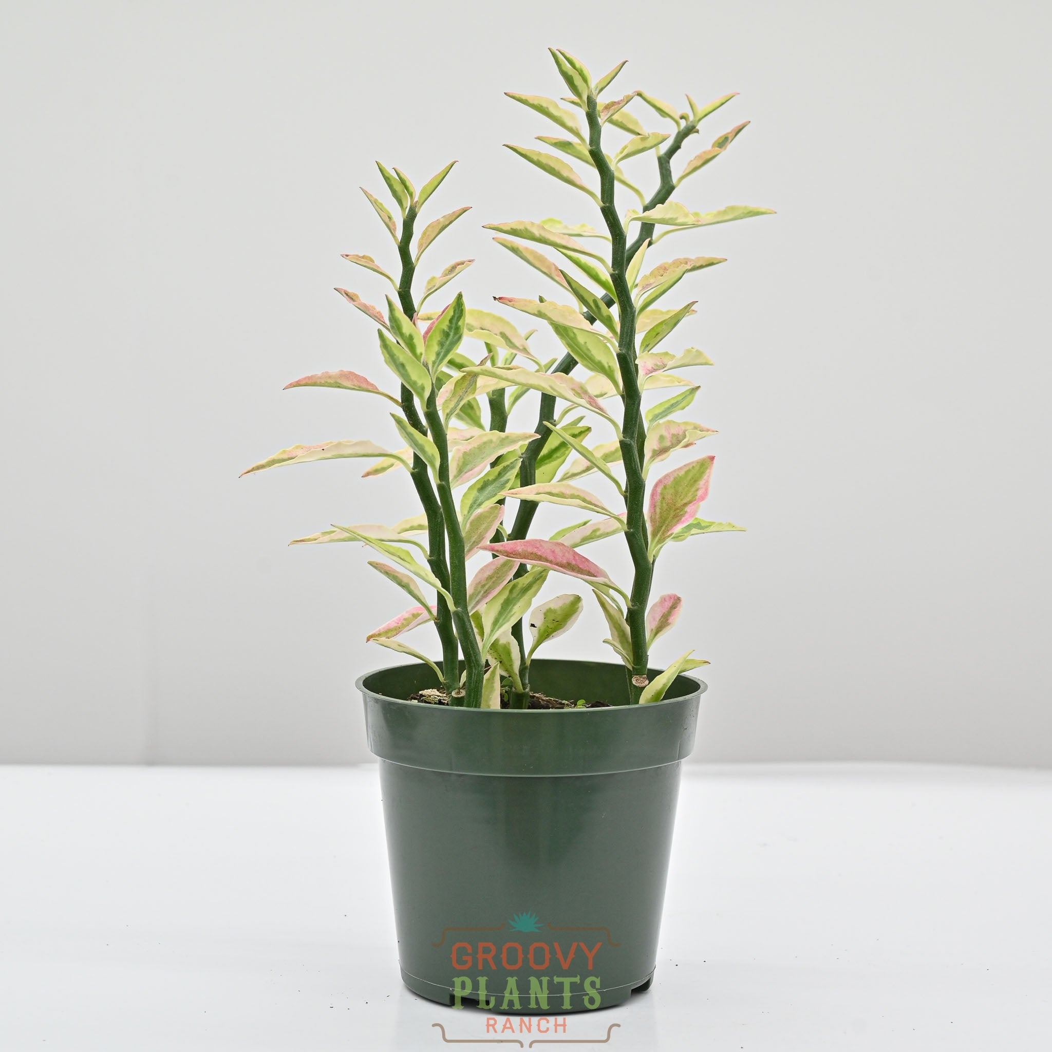 Devils Backbone | Pedilanthus Tithymaloides Variegata