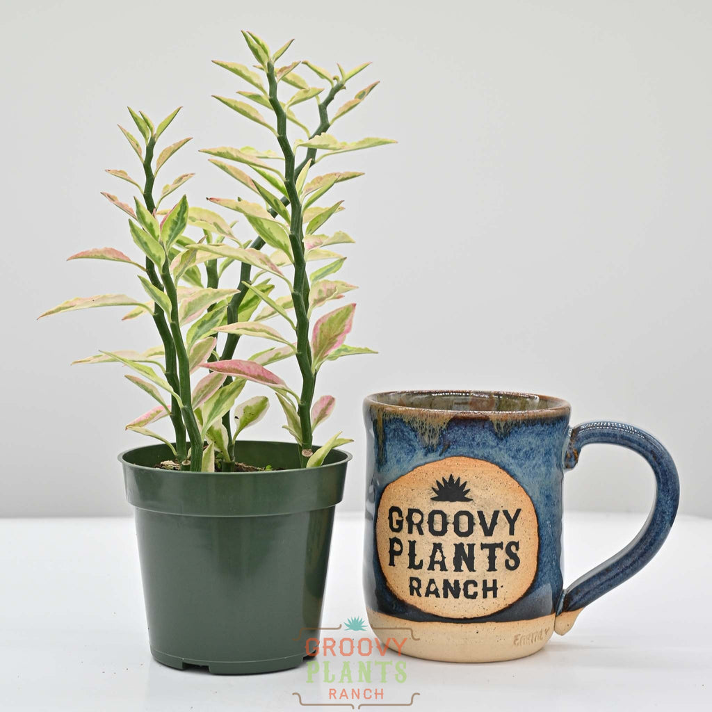 Devils Backbone | Pedilanthus Tithymaloides Variegata