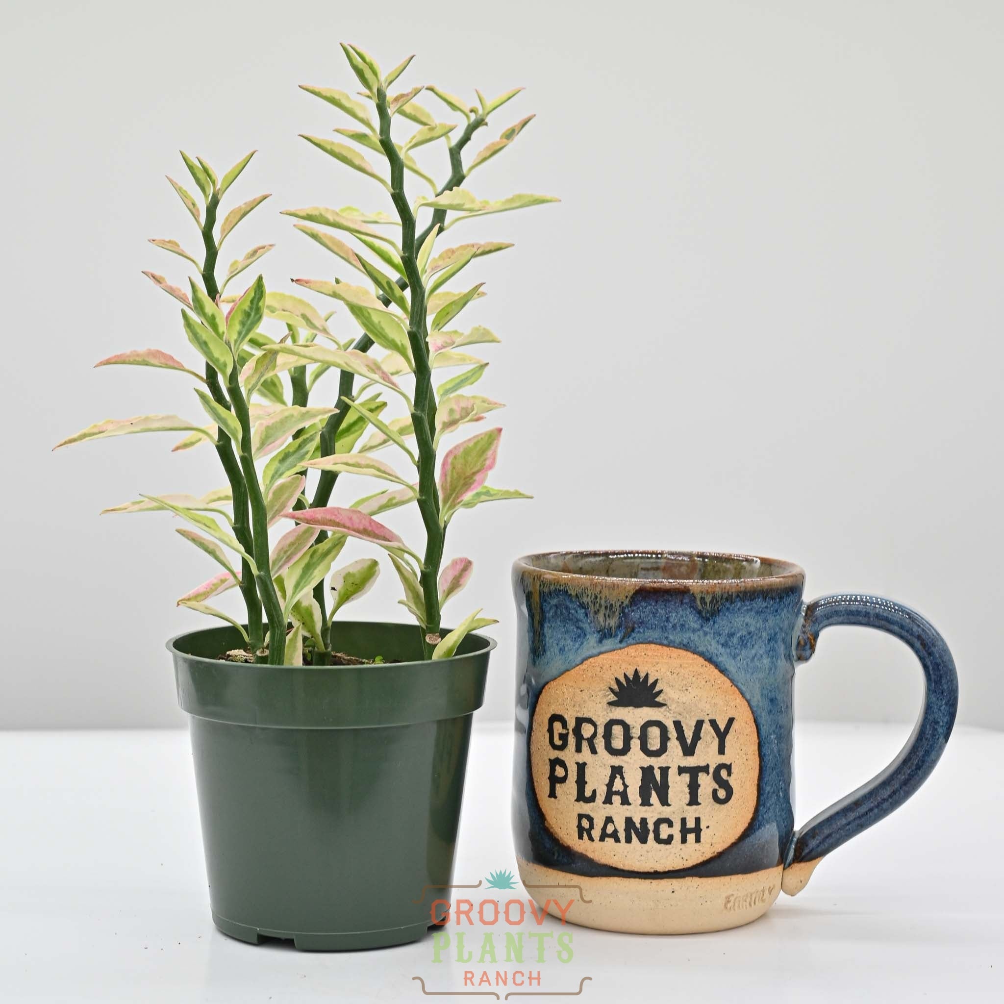 Devils Backbone | Pedilanthus Tithymaloides Variegata