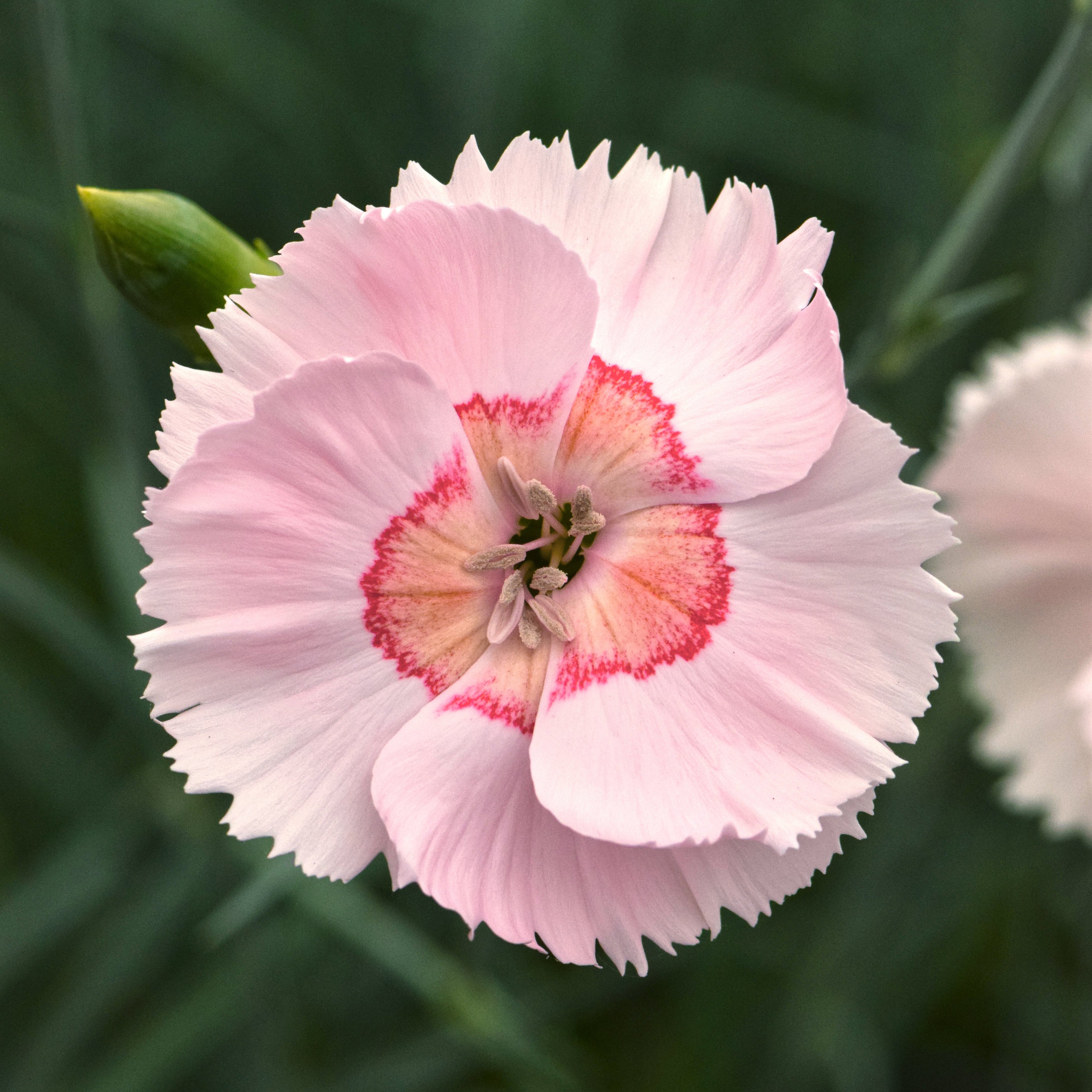 Dianthus American Pie® 'Georgia Peach Pie'
