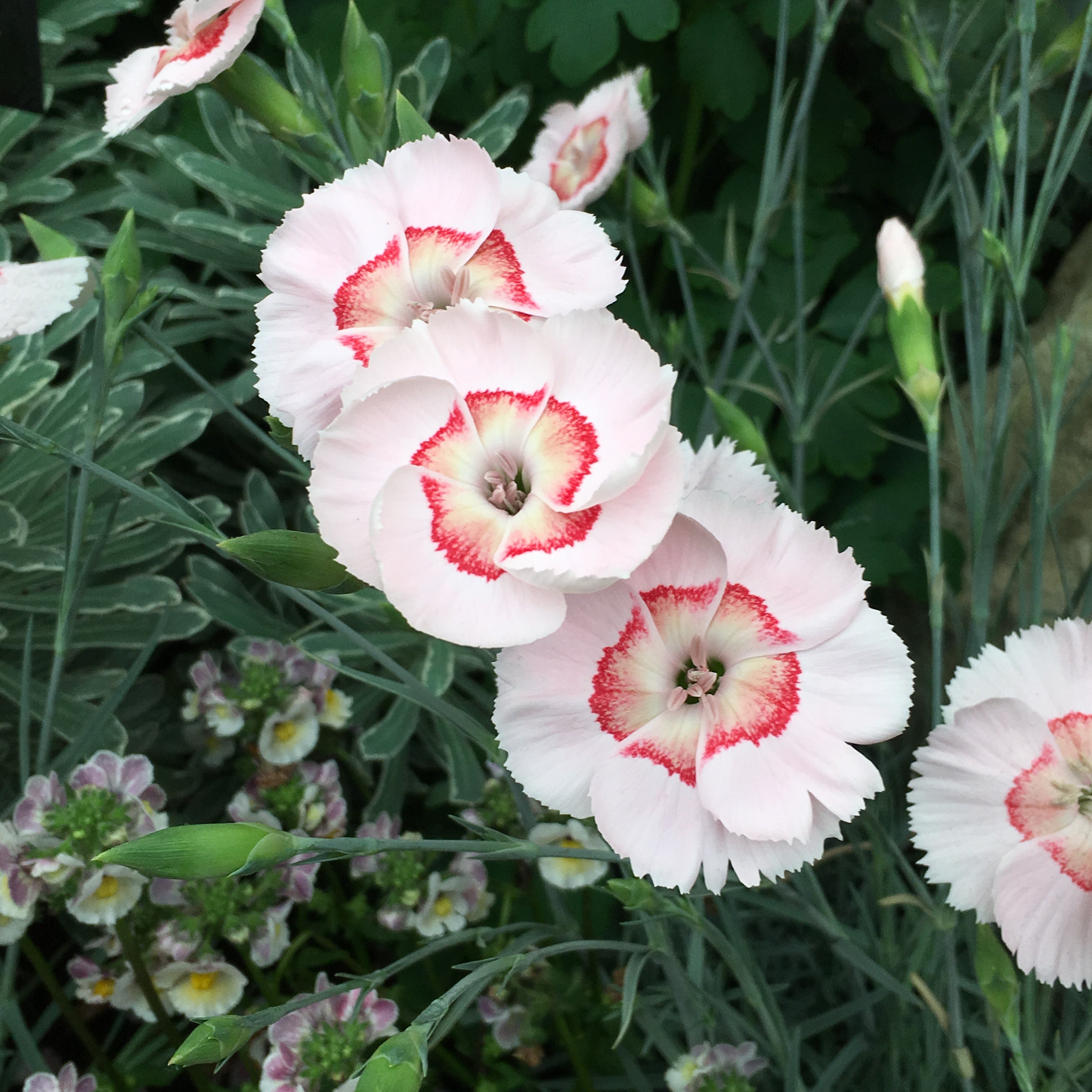 Dianthus American Pie® 'Georgia Peach Pie'