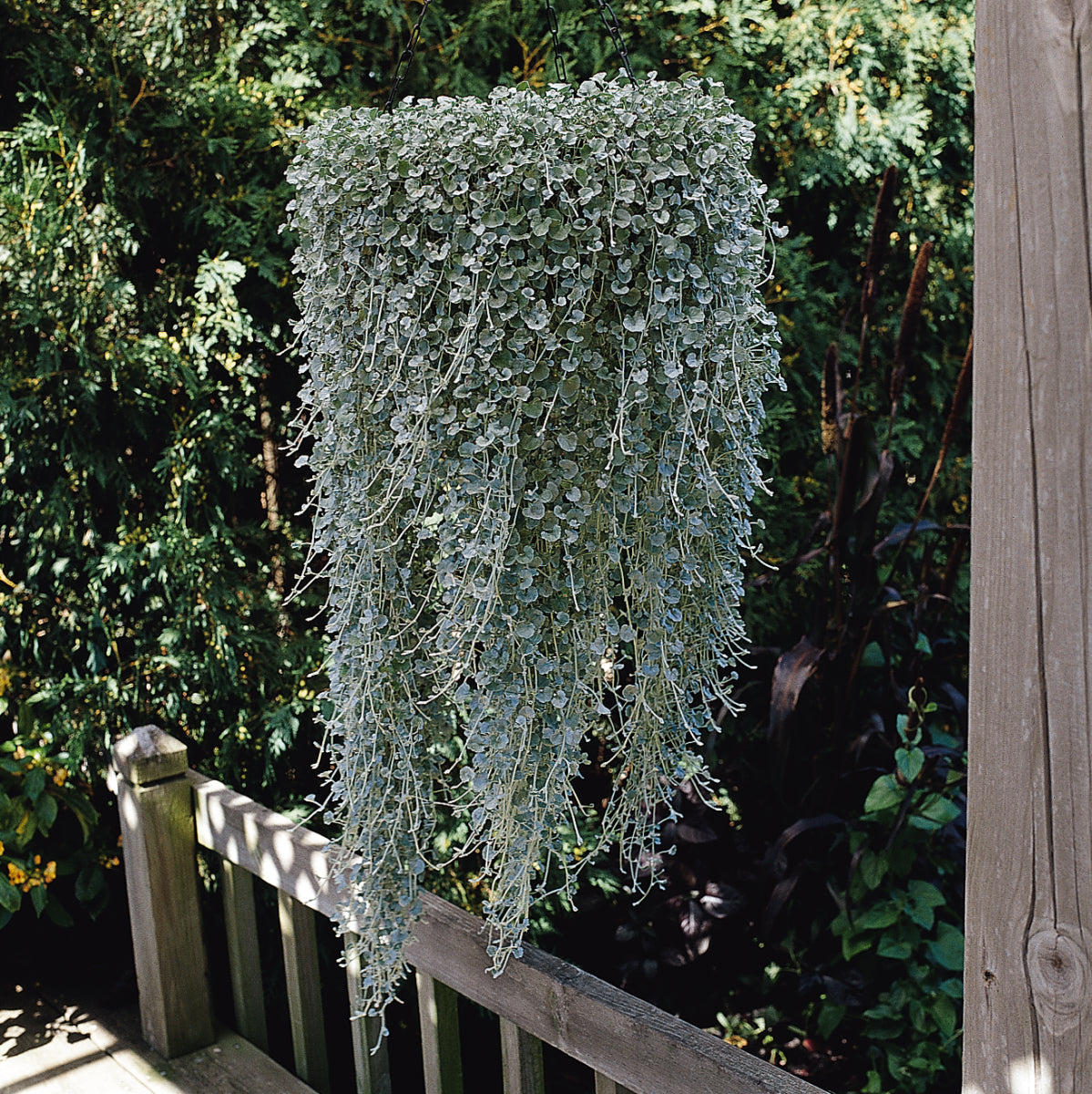 Dichondra 'Silver Falls' ~ Trio of 3 Hefty Plants