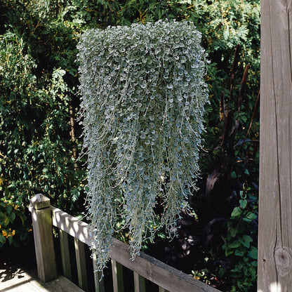 Dichondra 'Silver Falls' ~ Trio of 3 Hefty Plants