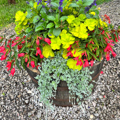 Dichondra 'Silver Falls' ~ Trio of 3 Hefty Plants