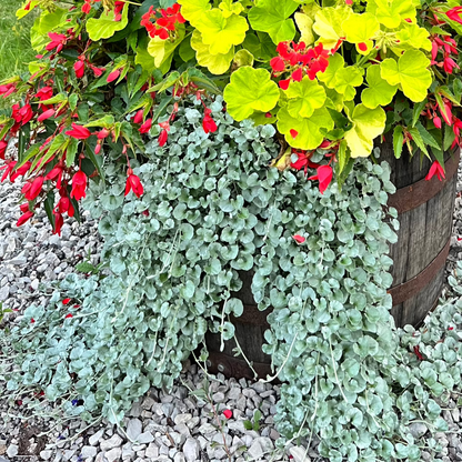 Dichondra 'Silver Falls' ~ Trio of 3 Hefty Plants