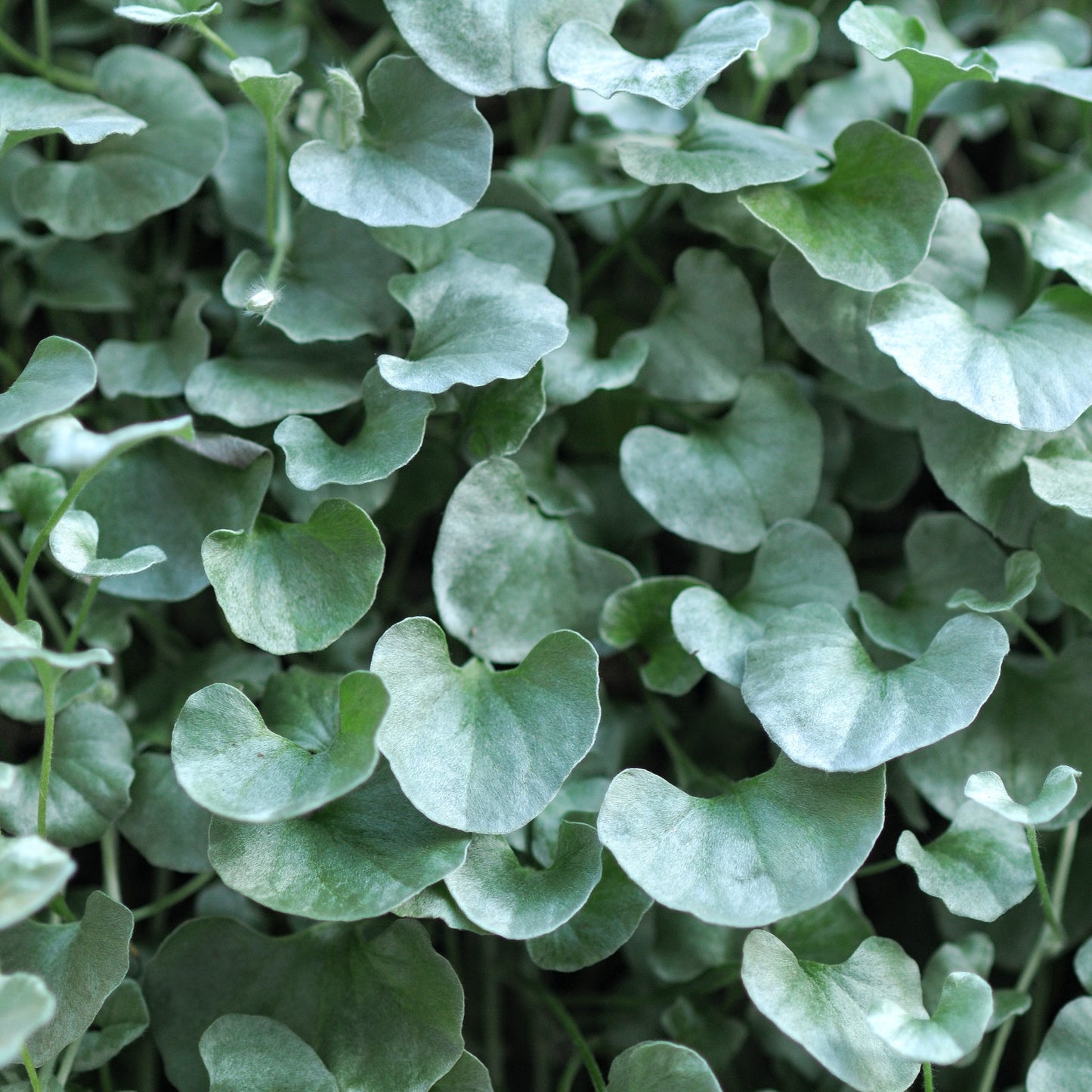 Dichondra 'Silver Falls' ~ Trio of 3 Hefty Plants