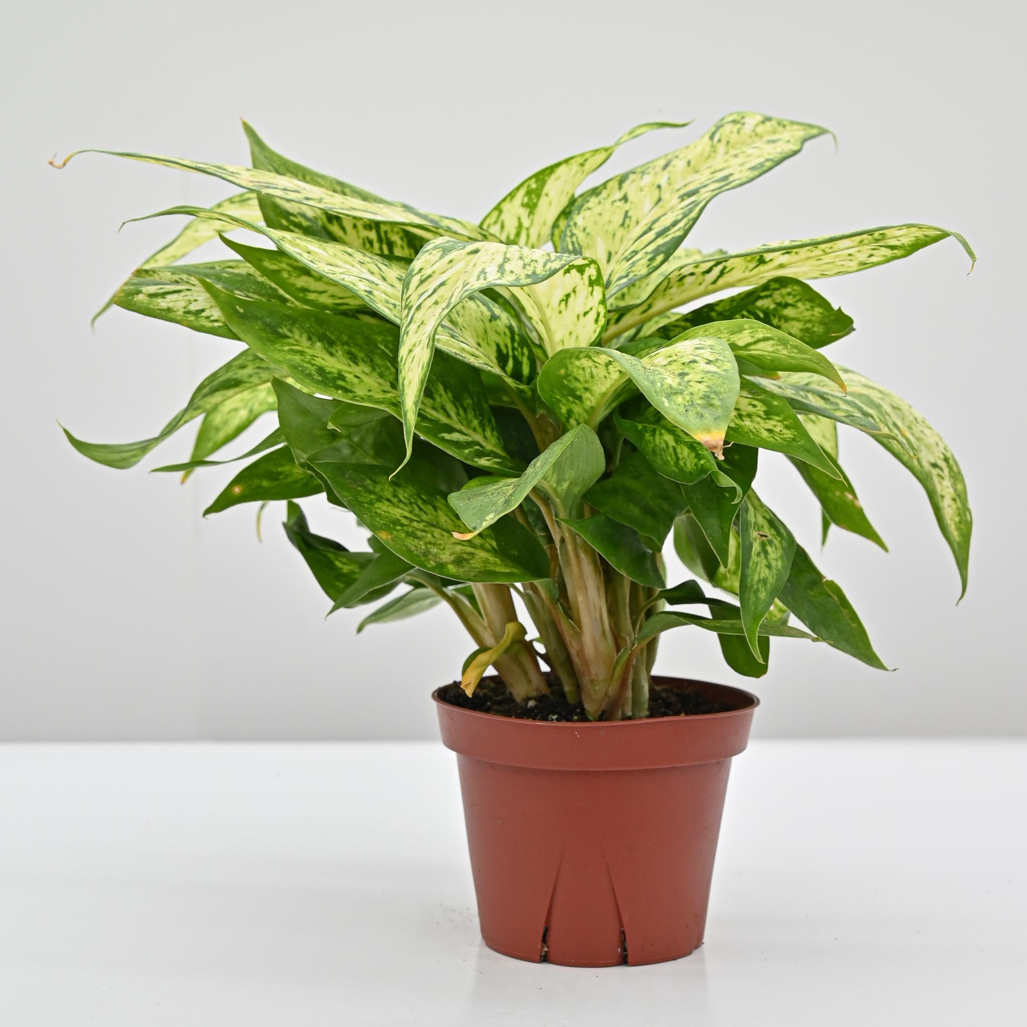 Dumb Cane | Dieffenbachia 'Starbright'