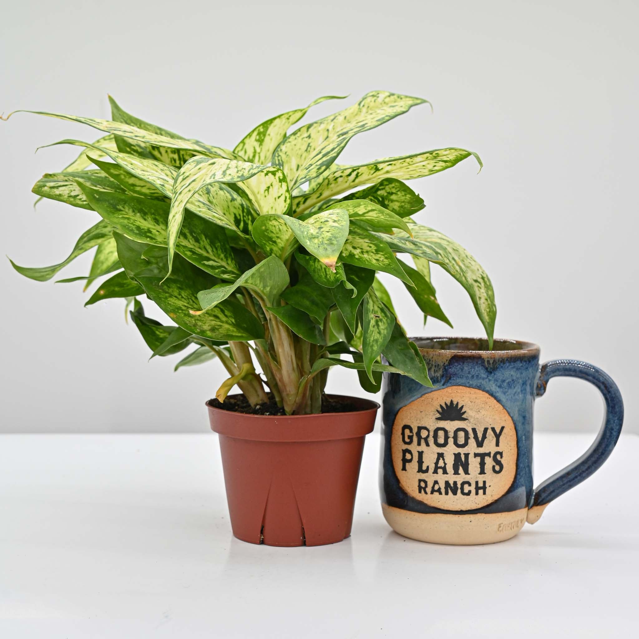 Dumb Cane | Dieffenbachia 'Starbright'