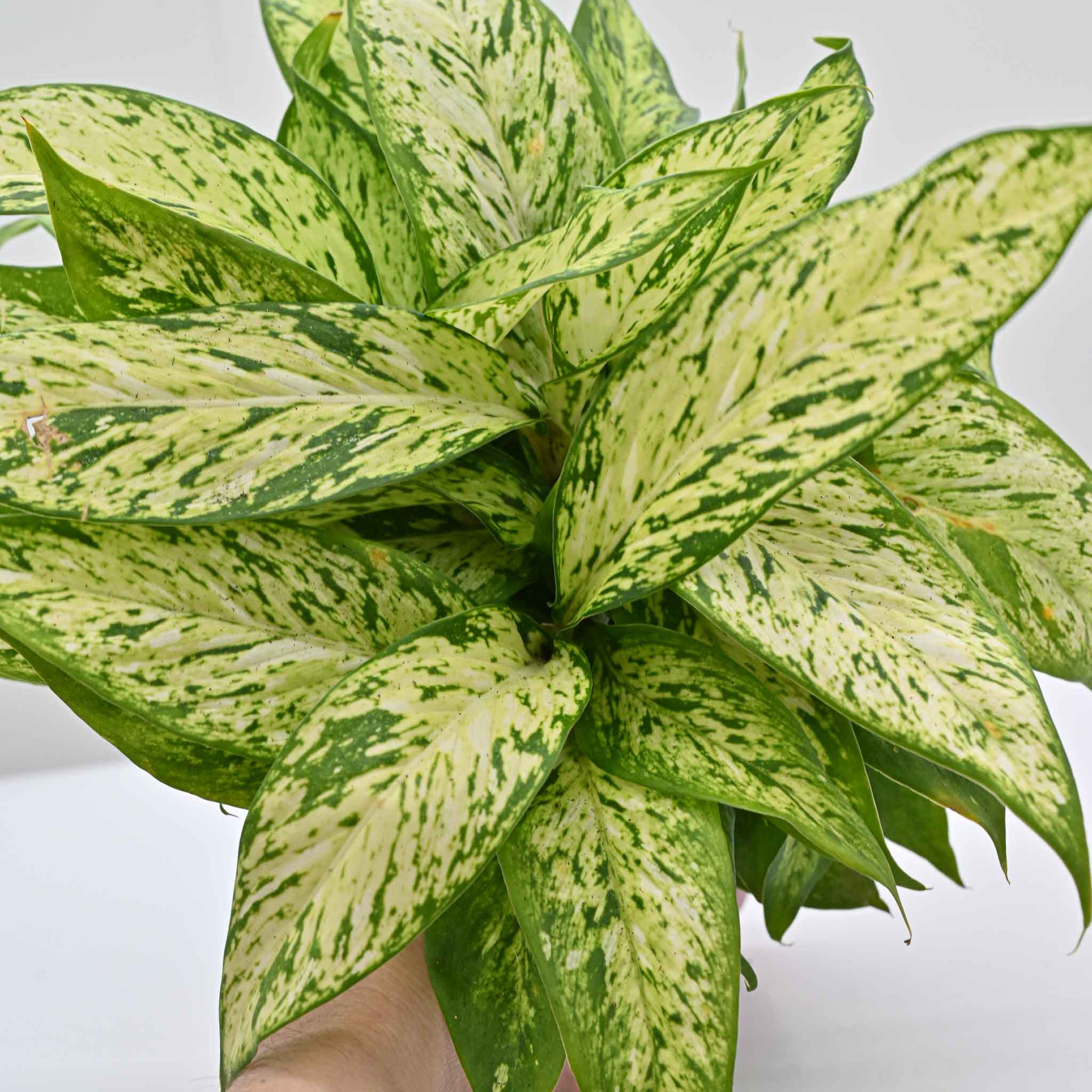 Dumb Cane | Dieffenbachia 'Starbright'