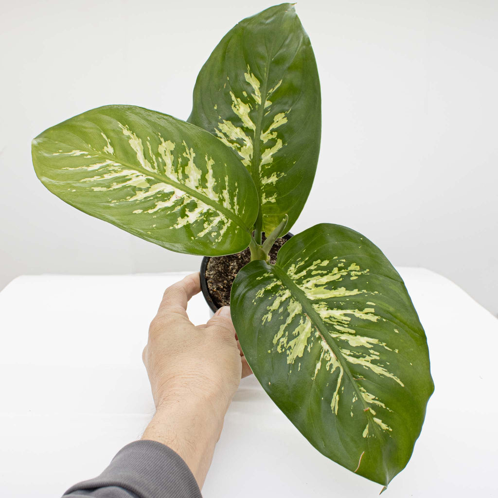 dieffenbachia 'maroba' dumb cane Dumb Cane