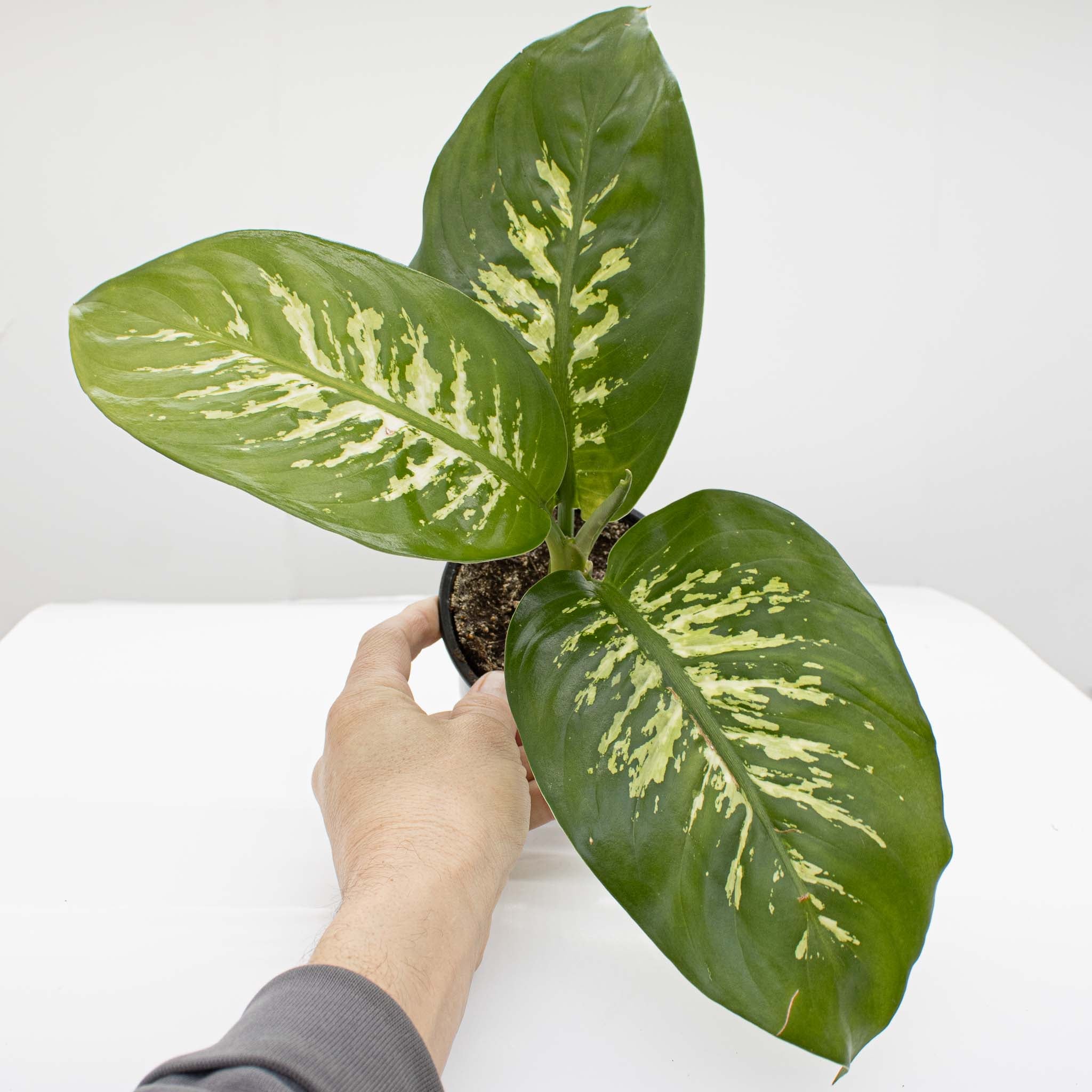 dumb cane dieffenbachia Dumb Cane