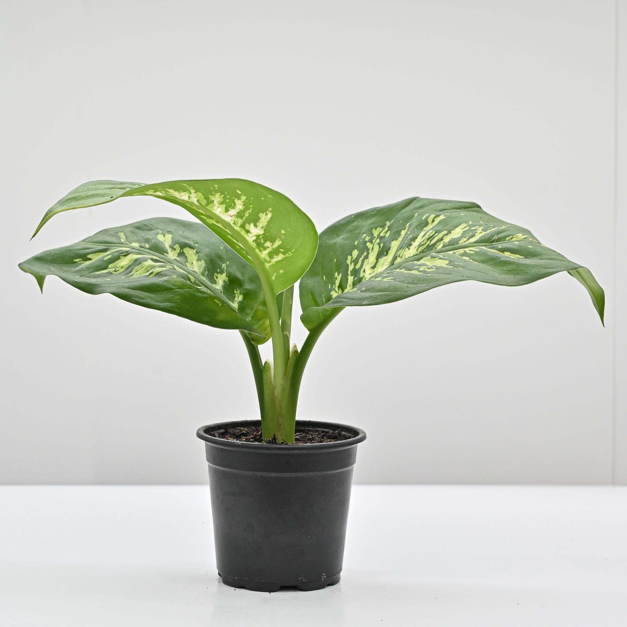green plant dieffenbachia Dumb Cane