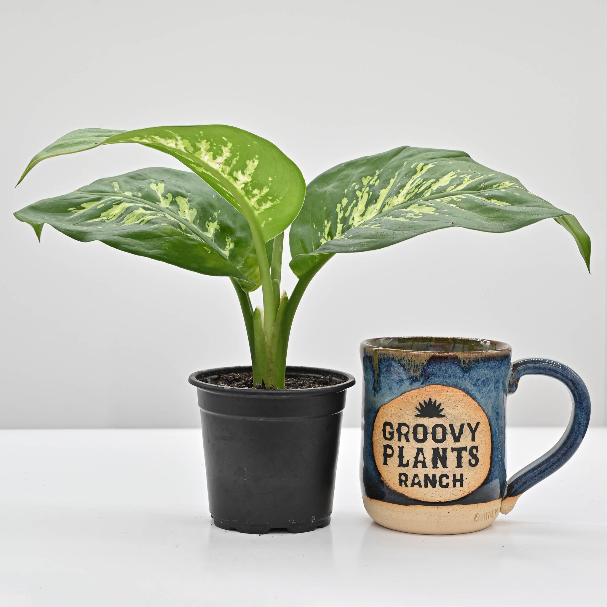 Dumb Cane | Dieffenbachia 'Tropic Snow' – The Groovy Plants Ranch LLC