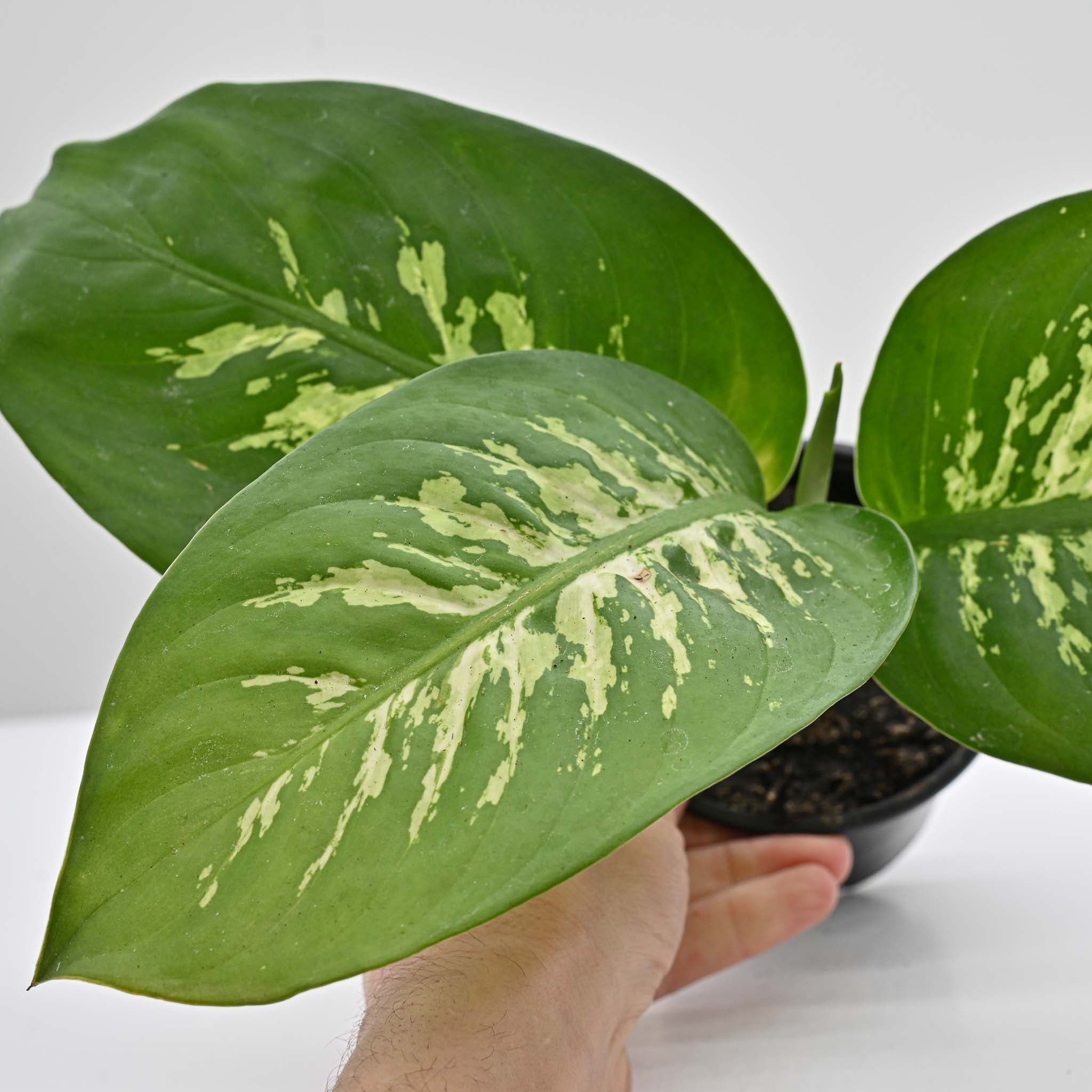 Dumb Cane | Dieffenbachia 'Tropic Snow'