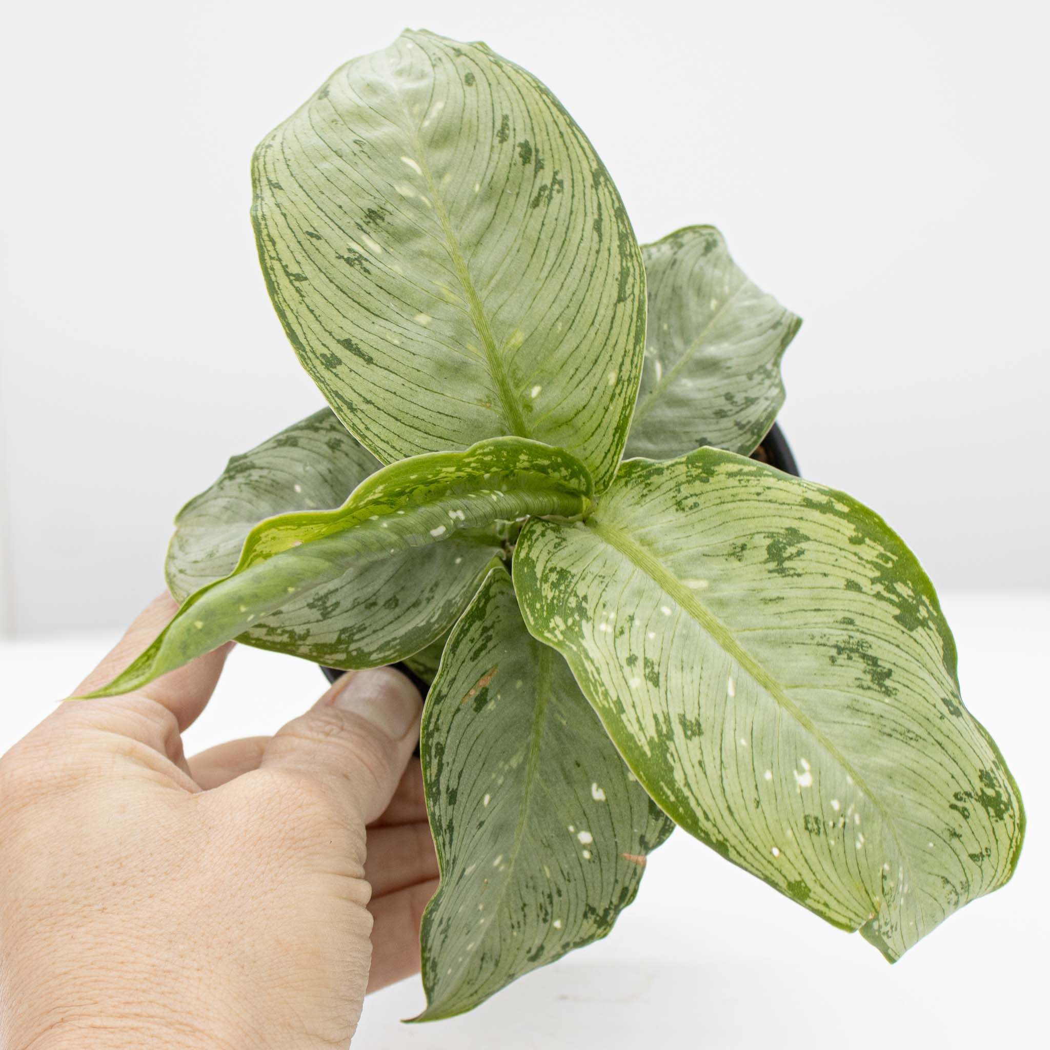 Dumb Cane | Dieffenbachia 'Snow' – The Groovy Plants Ranch LLC