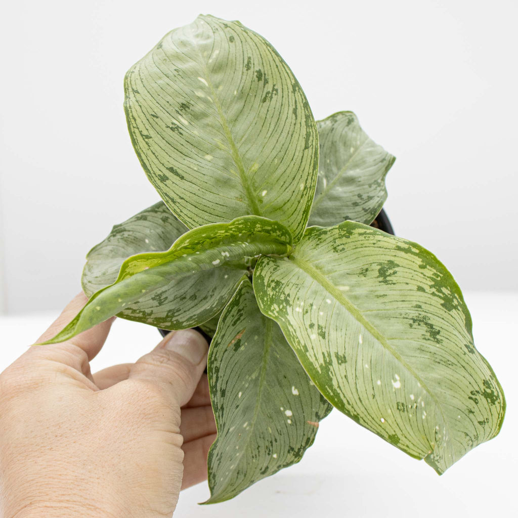 jumbo dieffenbachia Dumb Cane