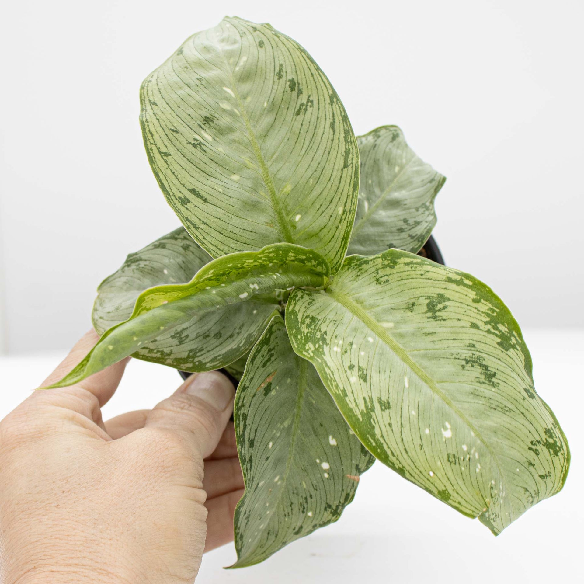 Dumb Cane