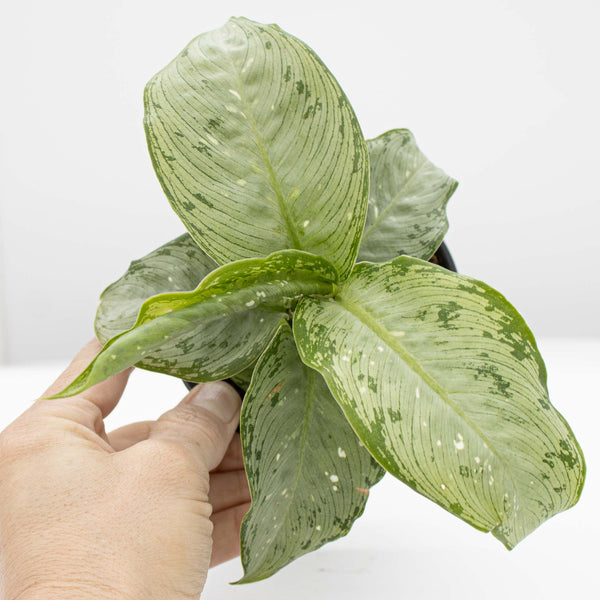 virgo dieffenbachia Dumb Cane