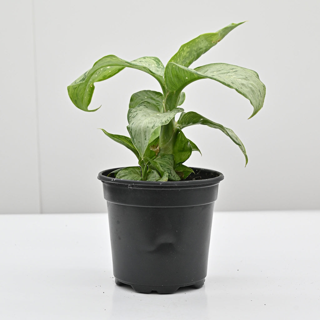 sick dieffenbachia Dumb Cane