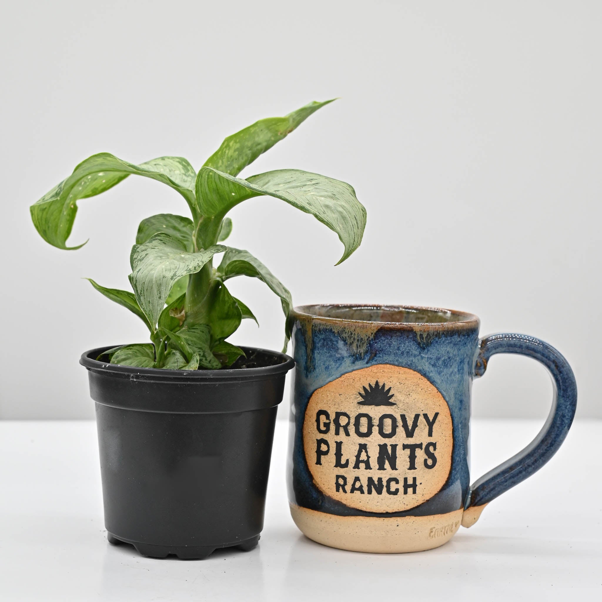 Dumb Cane | Dieffenbachia 'Snow' – The Groovy Plants Ranch LLC