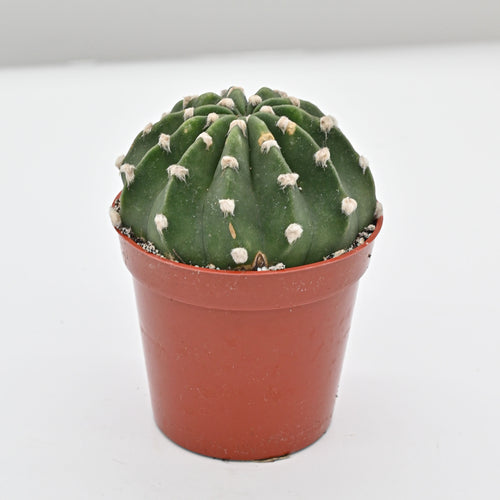 Domino Cactus | Echinopsis subdenudata