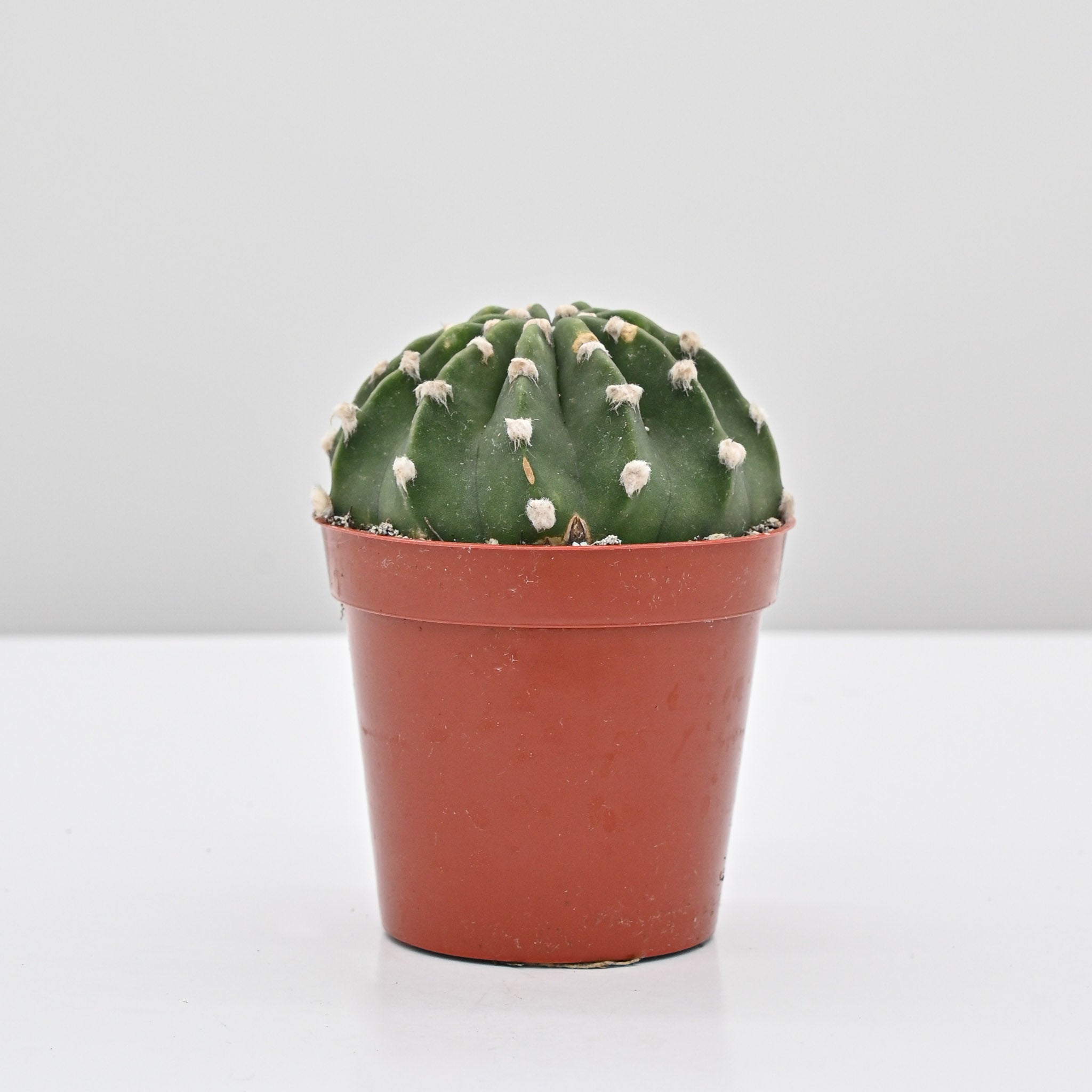 Groovy Plants Ranch Domino Cactus - Thumbnail 3