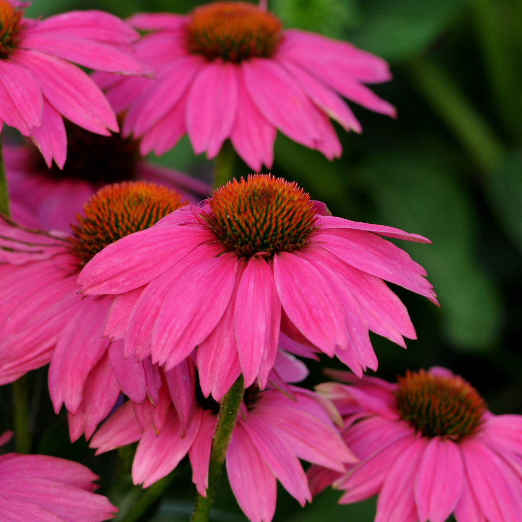 Echinacea PowWow® Wild Berry
