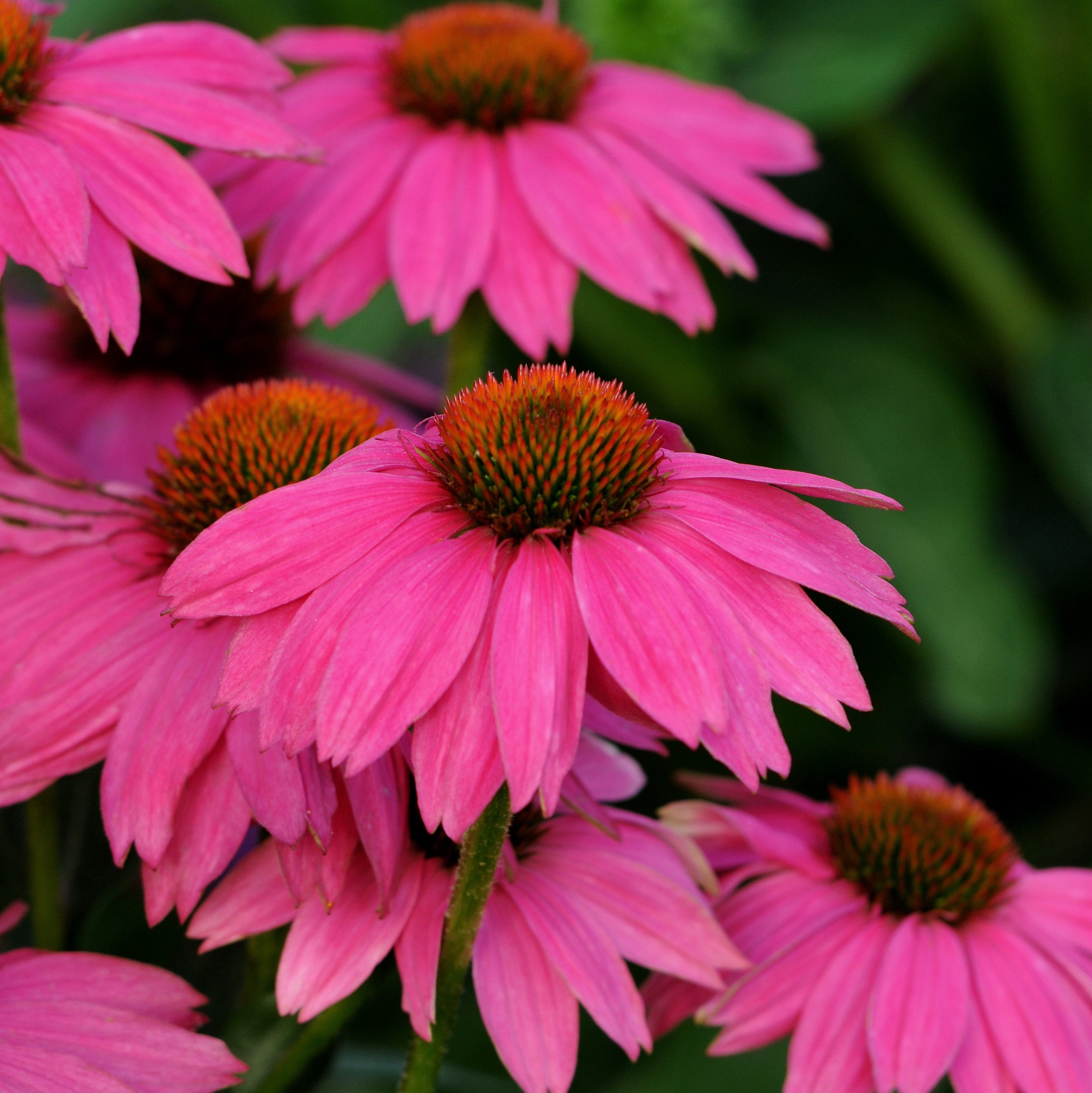 Echinacea PowWow® Wild Berry