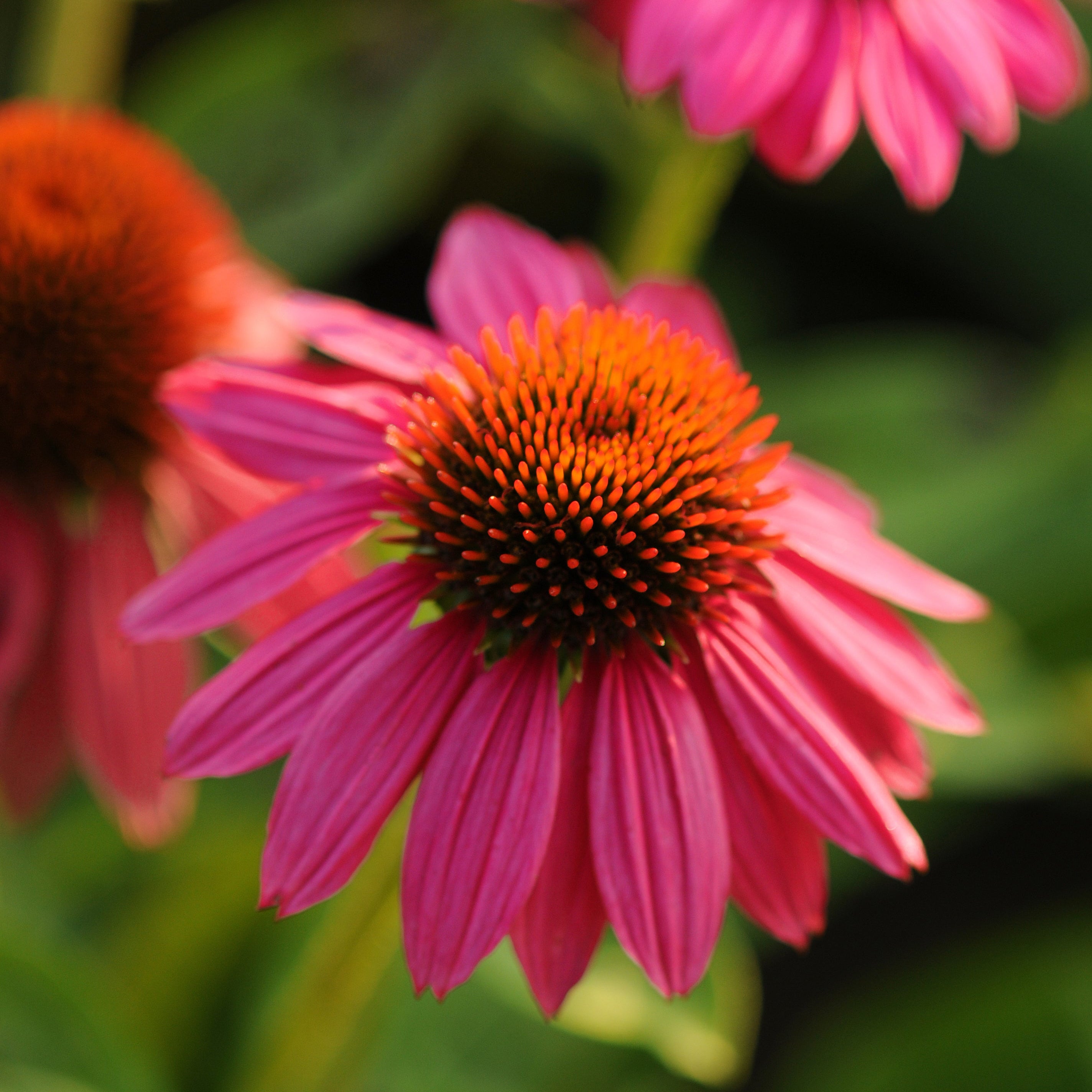 Echinacea PowWow® Wild Berry