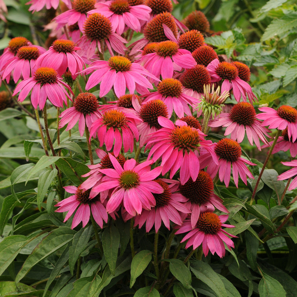 Echinacea PowWow® Wild Berry