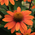 Echinacea Sombrero® Adobe Orange