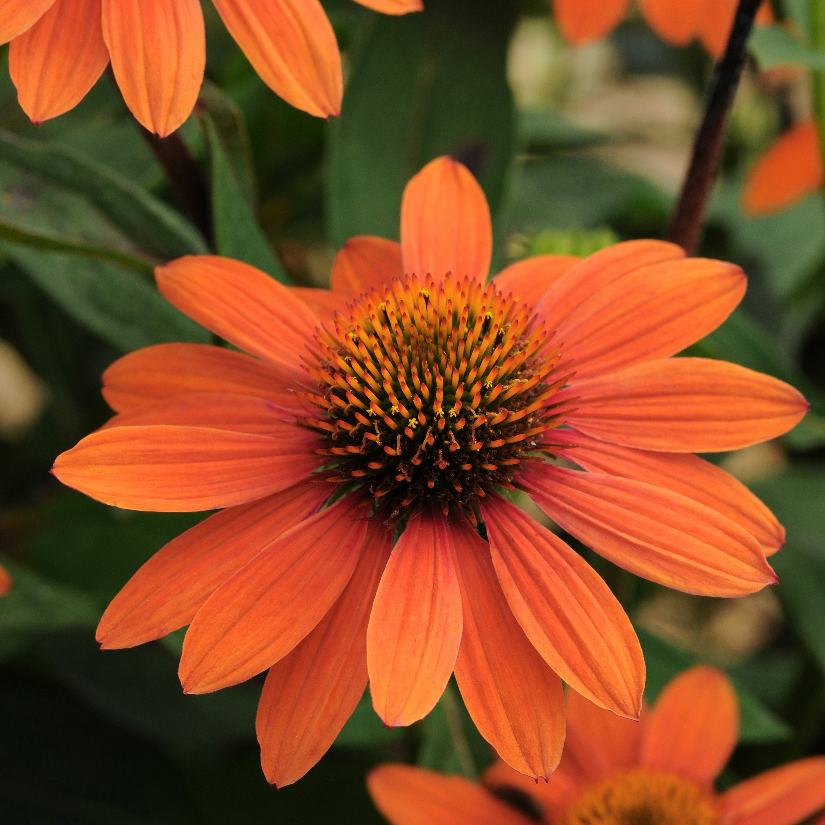Echinacea Sombrero® Adobe Orange