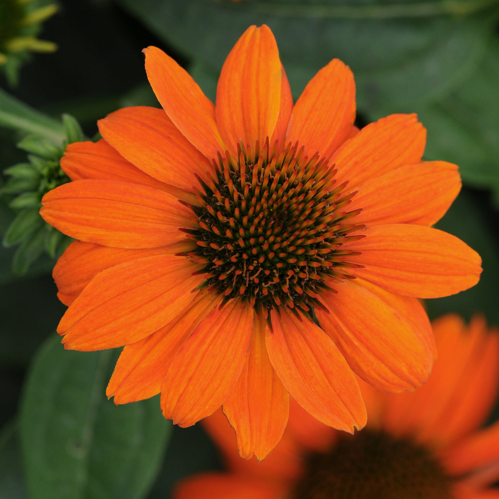 Echinacea Sombrero® Adobe Orange