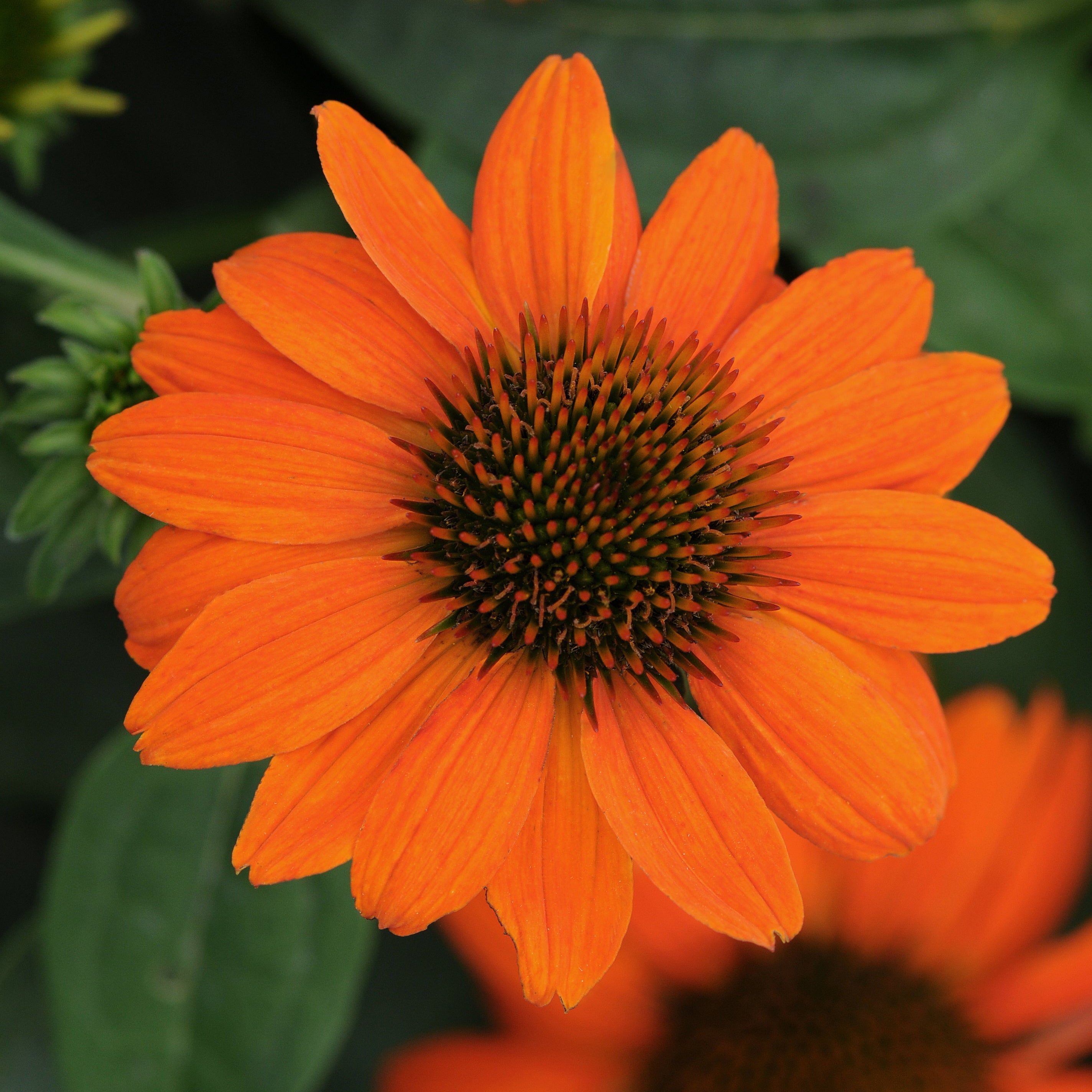 Echinacea Sombrero® Adobe Orange