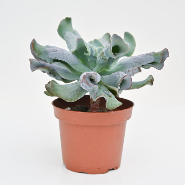 Echeveria 'Culibra' – The Groovy Plants Ranch LLC
