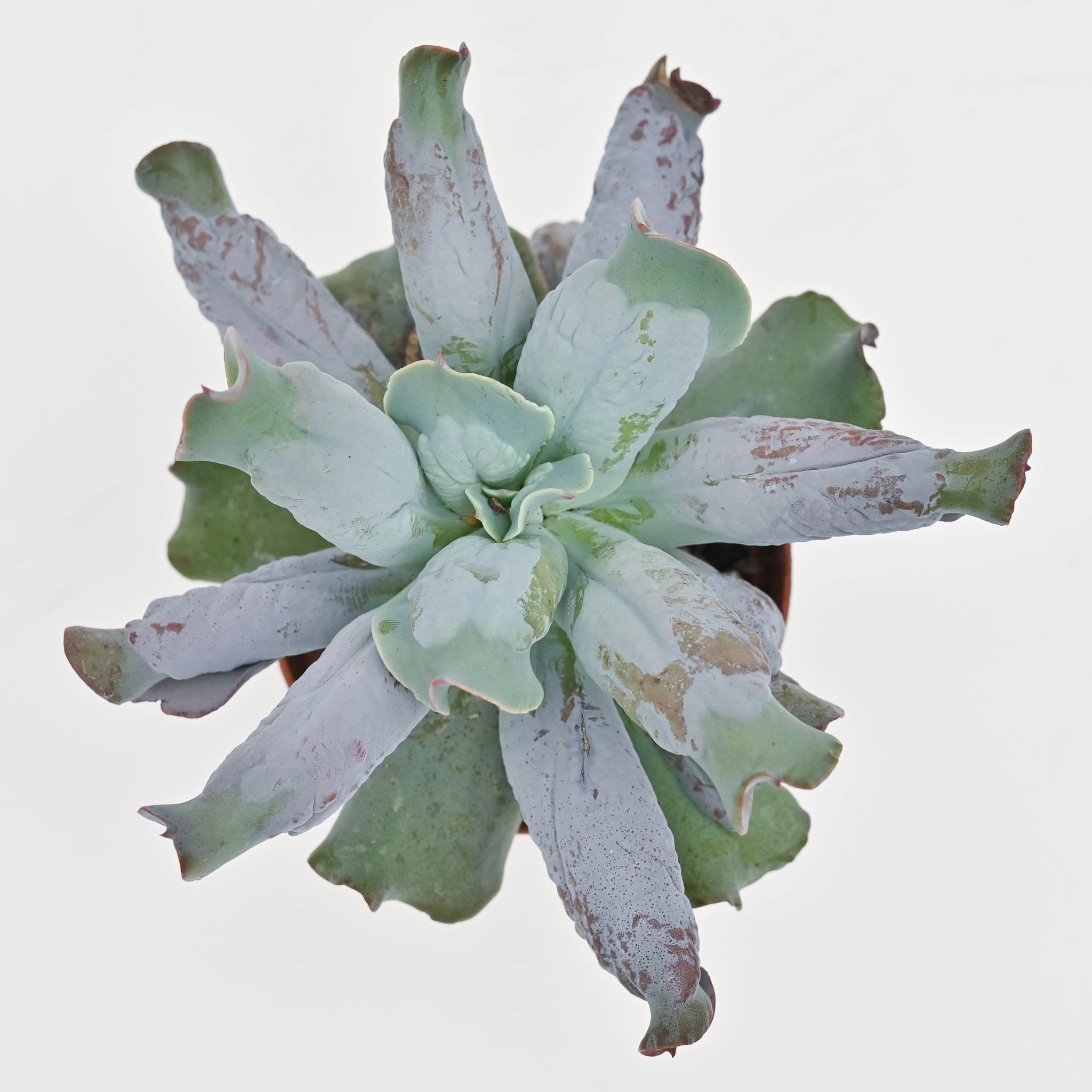 culibra succulent Echeveria 'Culibra' – The Groovy Plants Ranch LLC
