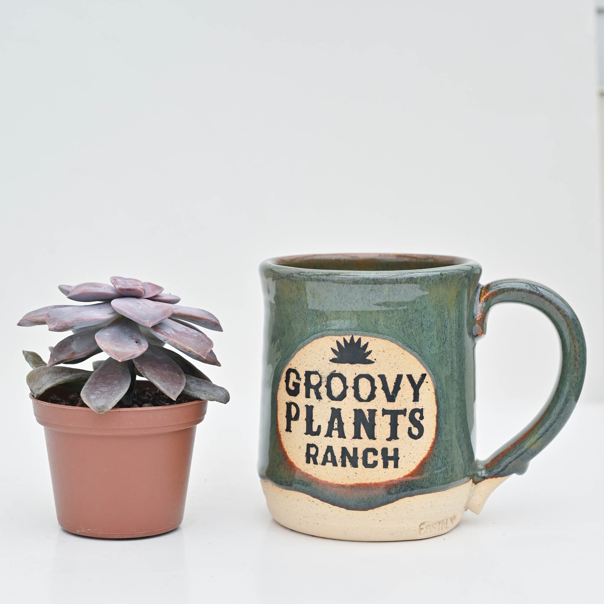 pentandrum succulent Echeveria 'Pentandrum' – The Groovy Plants Ranch LLC