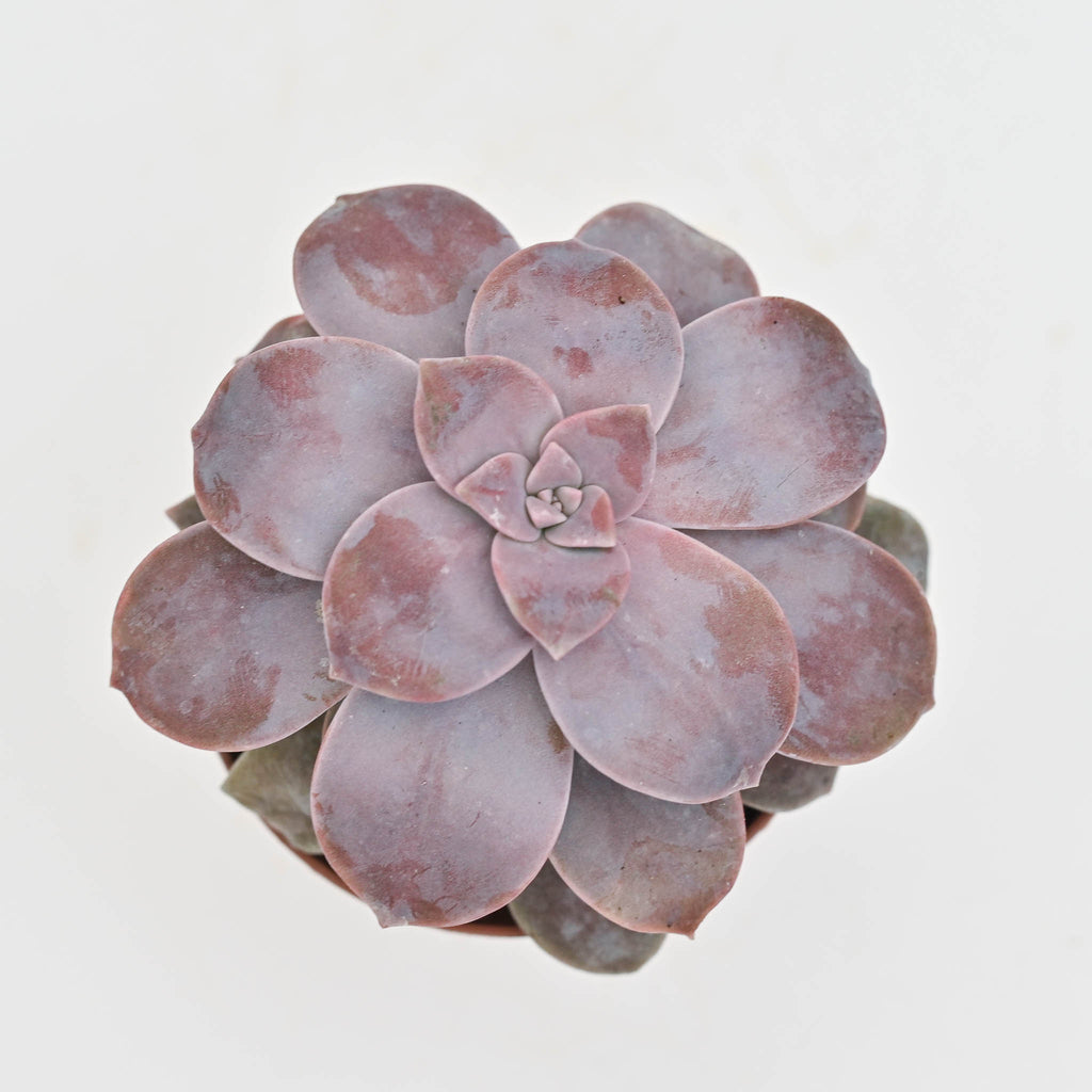 Echeveria 'Pentandrum'