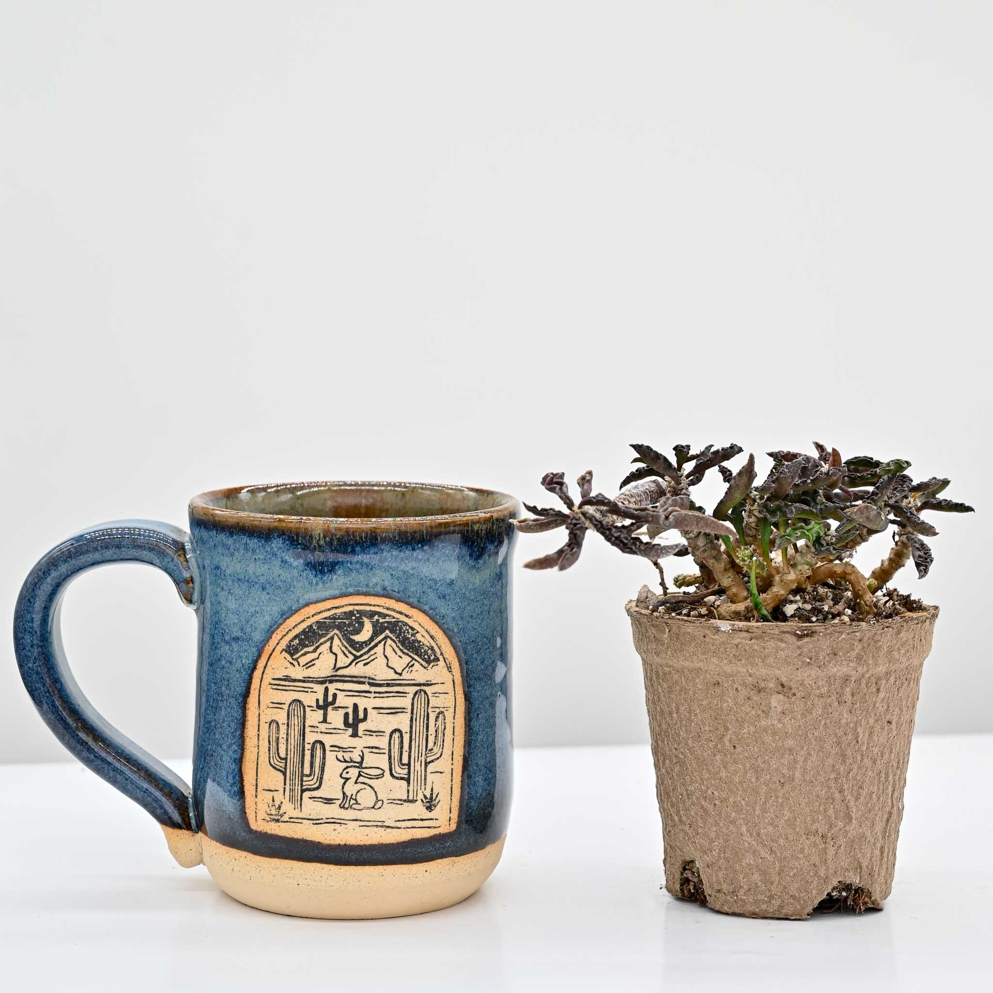 Euphorbia decaryi
