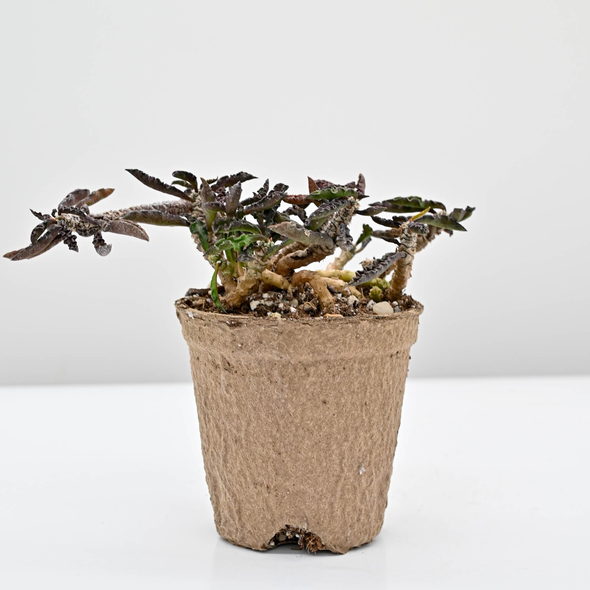Euphorbia decaryi