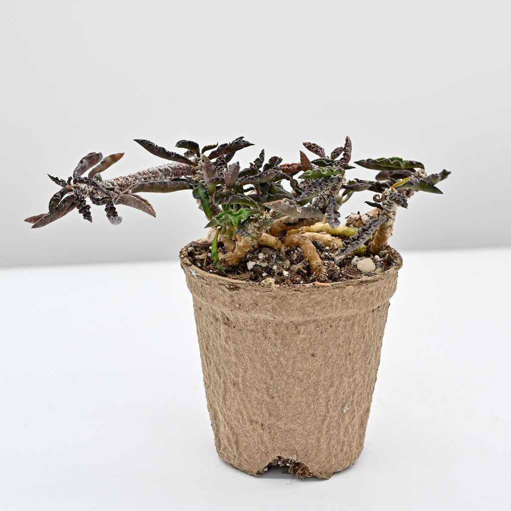 Euphorbia decaryi