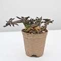 Euphorbia decaryi