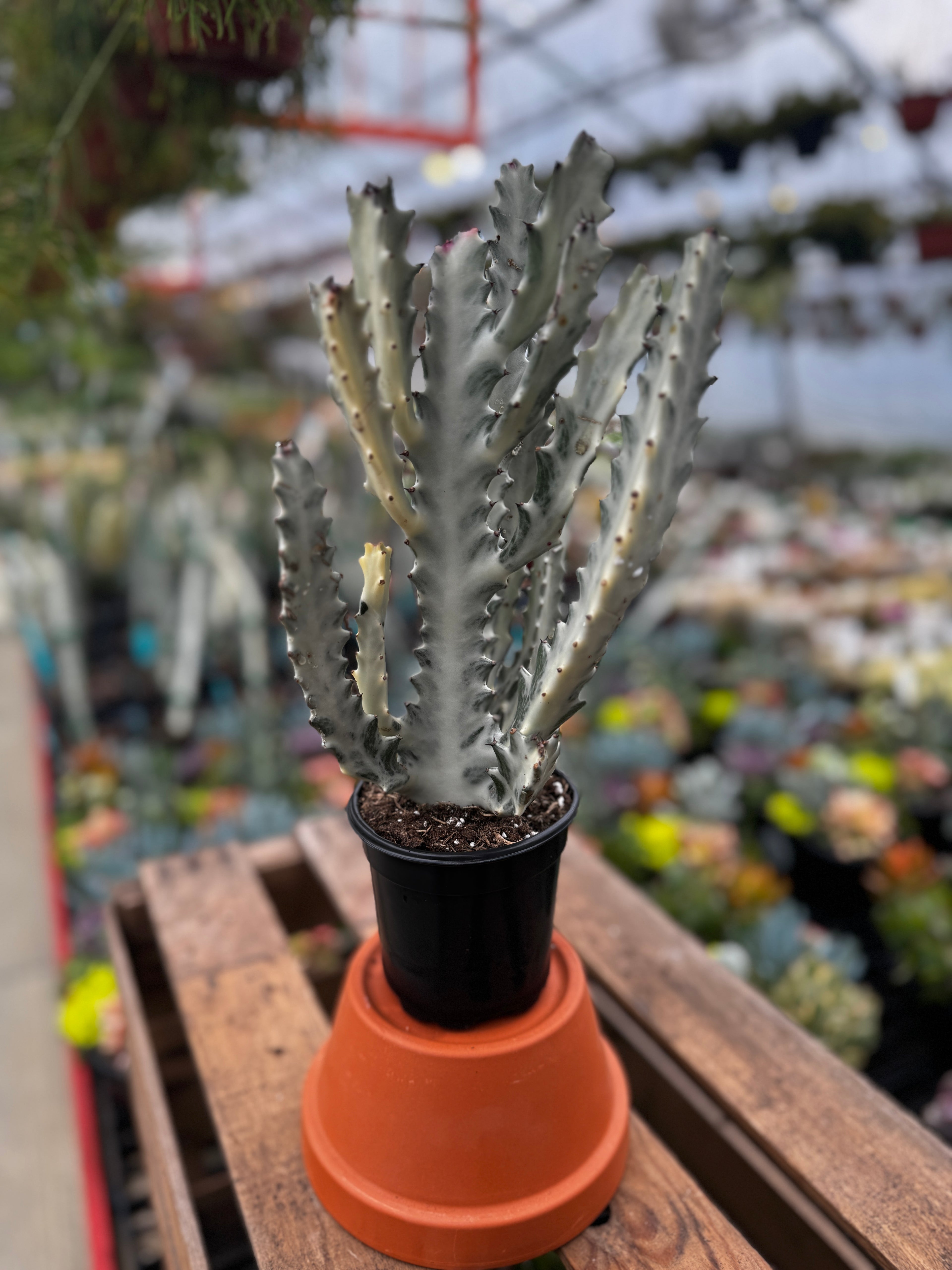 Dragon Bone Cactus | Euphorbia Lactea Variegated