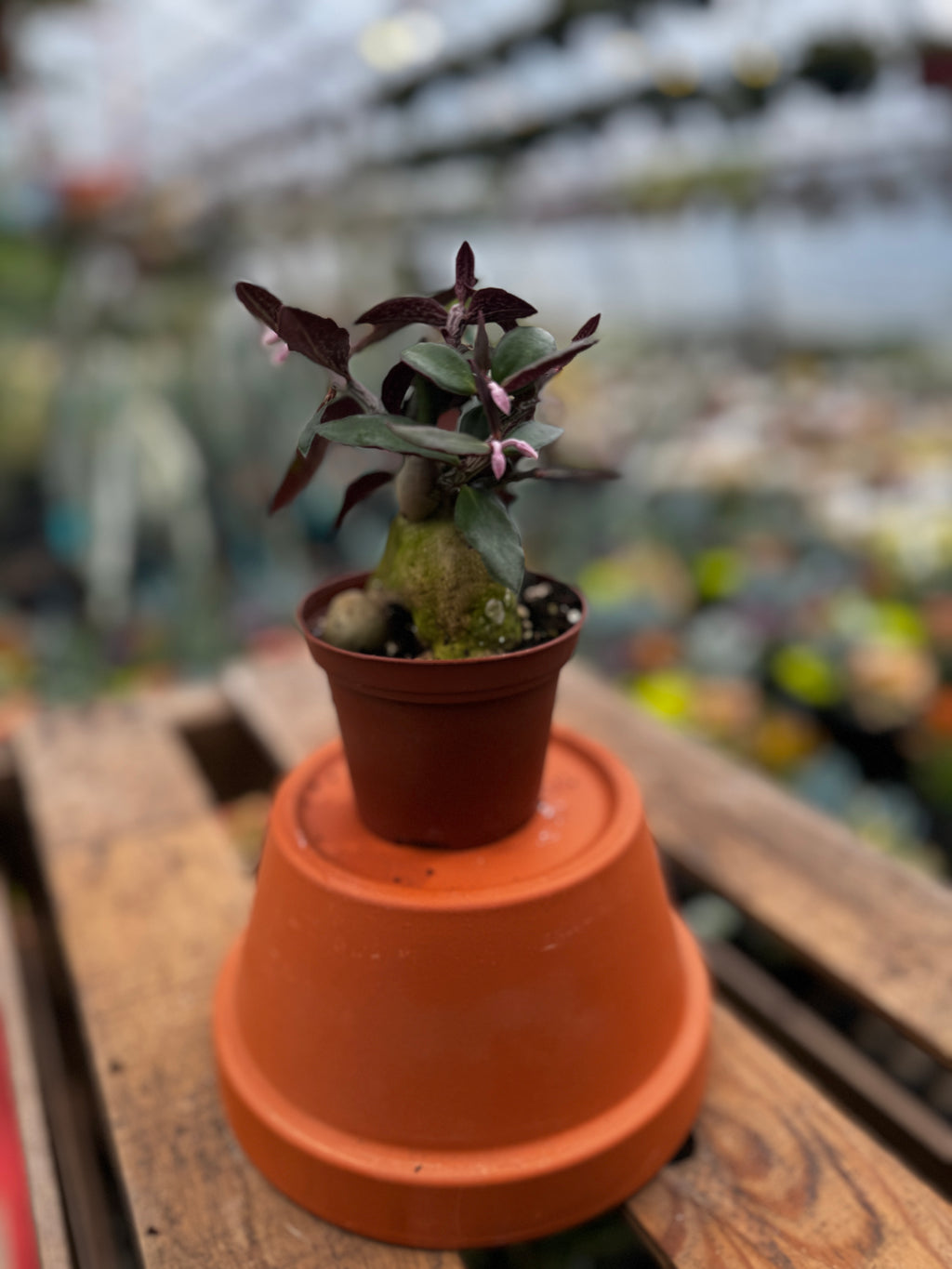 Euphorbia Red Monadenium | Euphorbia neorubella