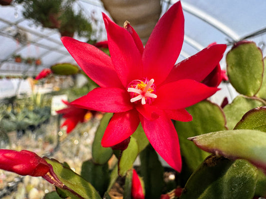Easter Cactus | Rhipsalidopsis gaertneri