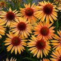 Echinacea 'Big Kahuna'