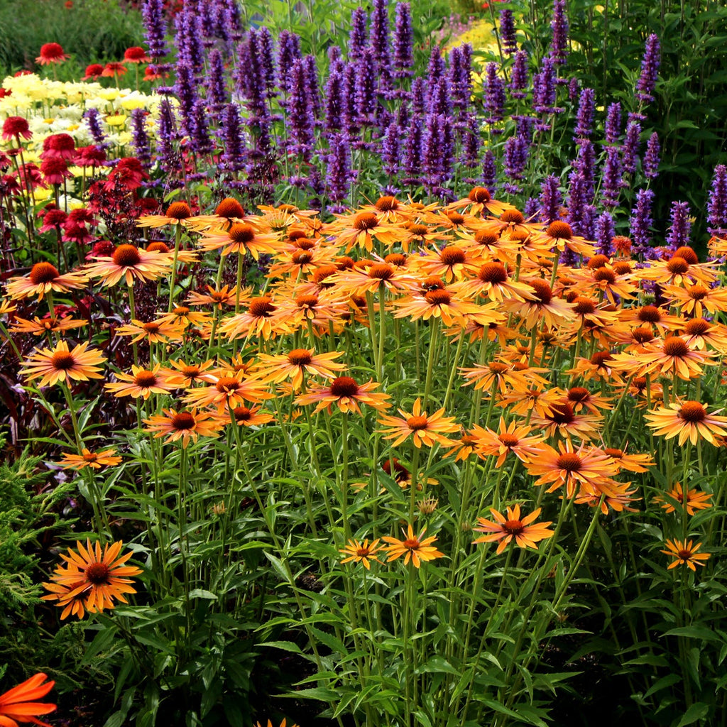 Echinacea 'Big Kahuna'