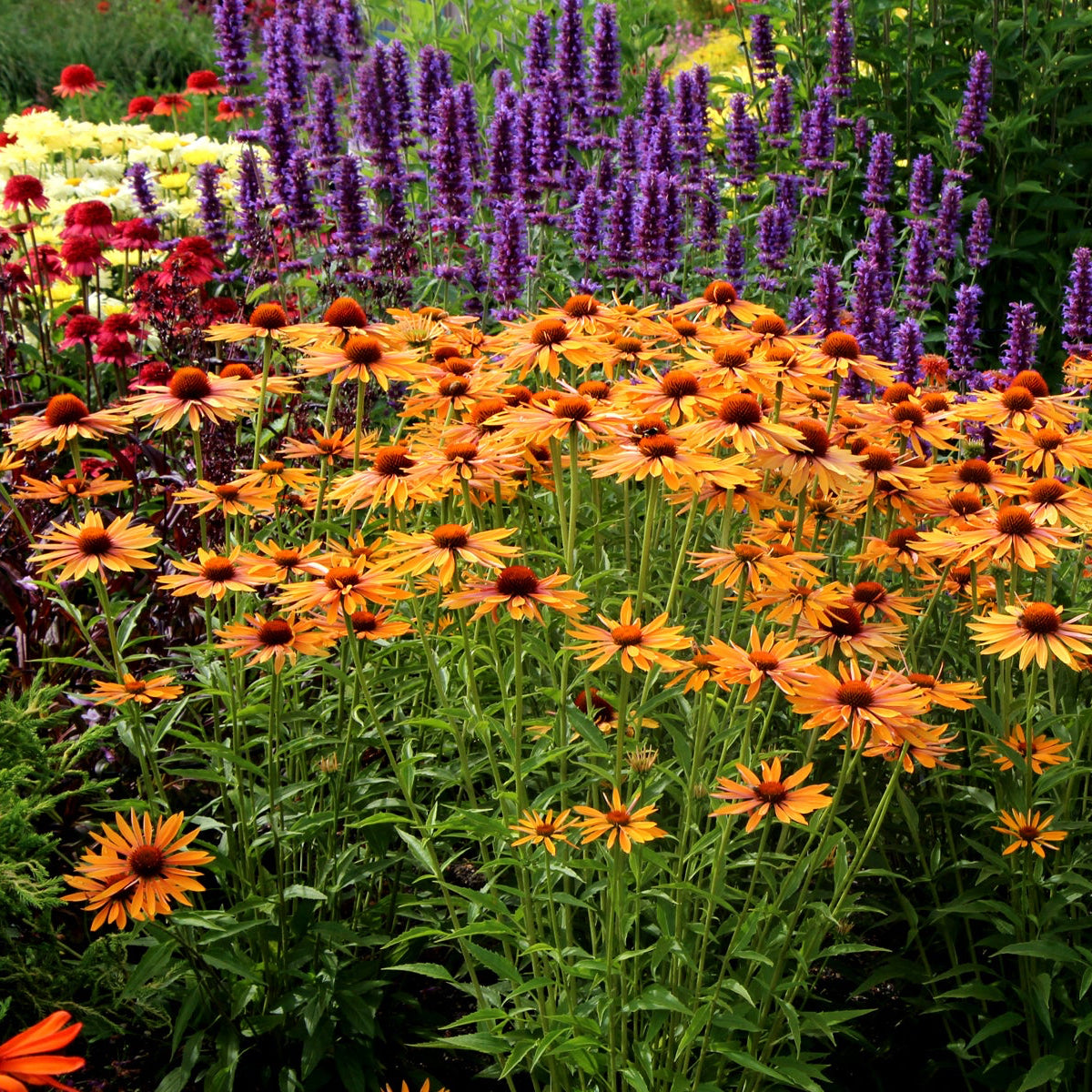 Echinacea 'Big Kahuna'