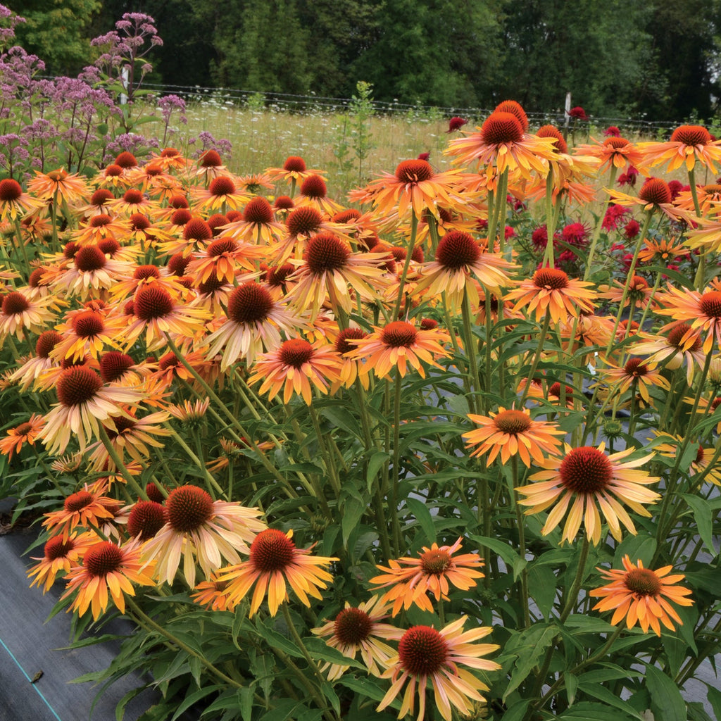 Echinacea 'Big Kahuna'