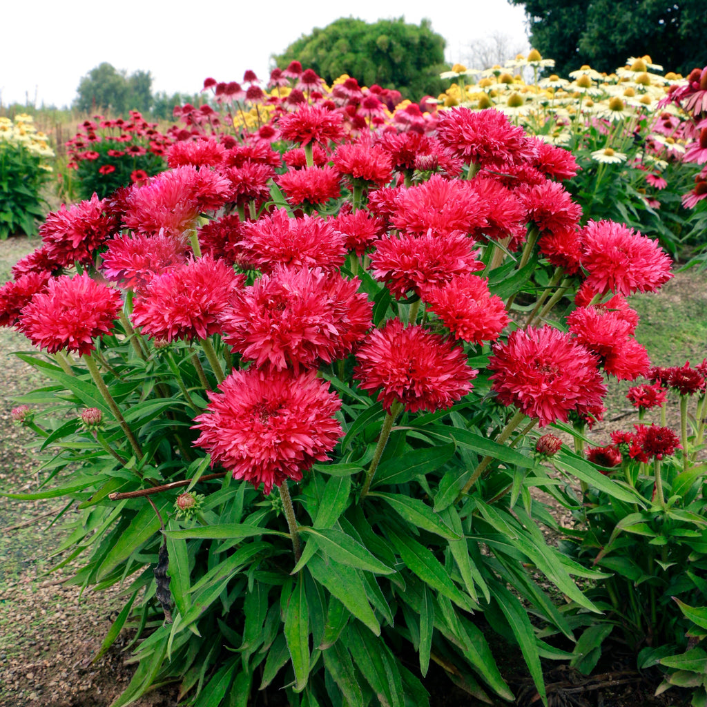 Echinacea 'Fringe Festival'